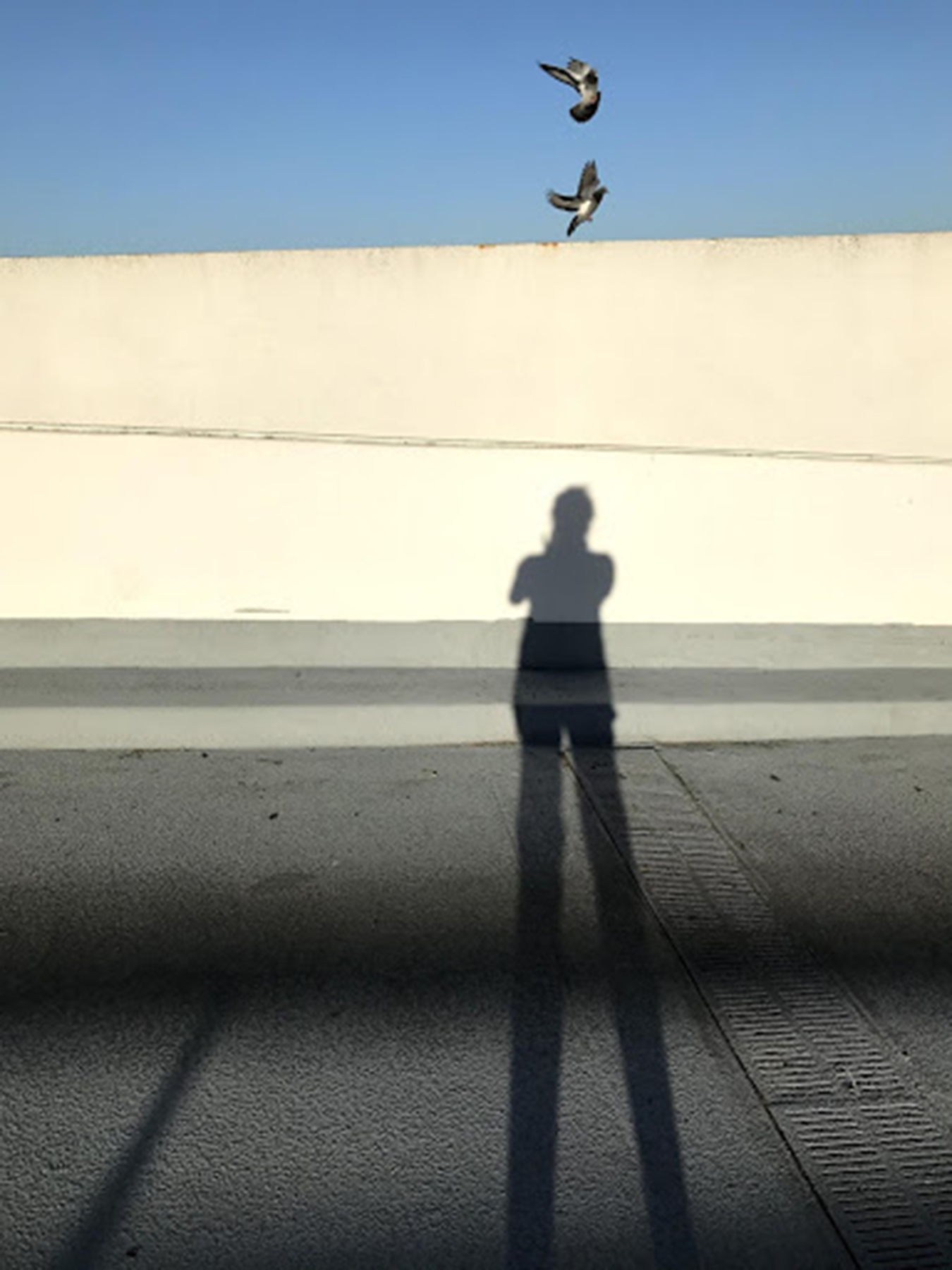 Aura Fischbeck’s shadow on a rooftop and birds flying by