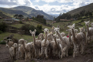 A herd of freshly shorn alpacas in the Peruvian Andes mountains posing for the camera.