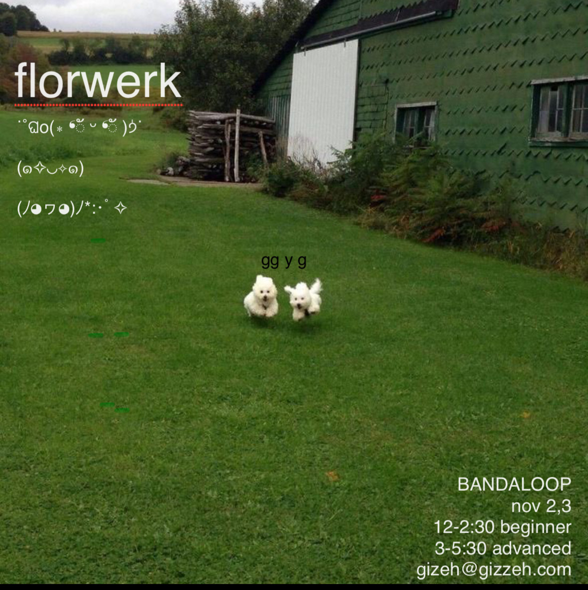 two white puppies running on a green grass field. The text: florwerk underlined with red dots. Location: Bandaloop Dates: Nov 2,3 . Beginner 12-2:30 Advance 3-5:30pm