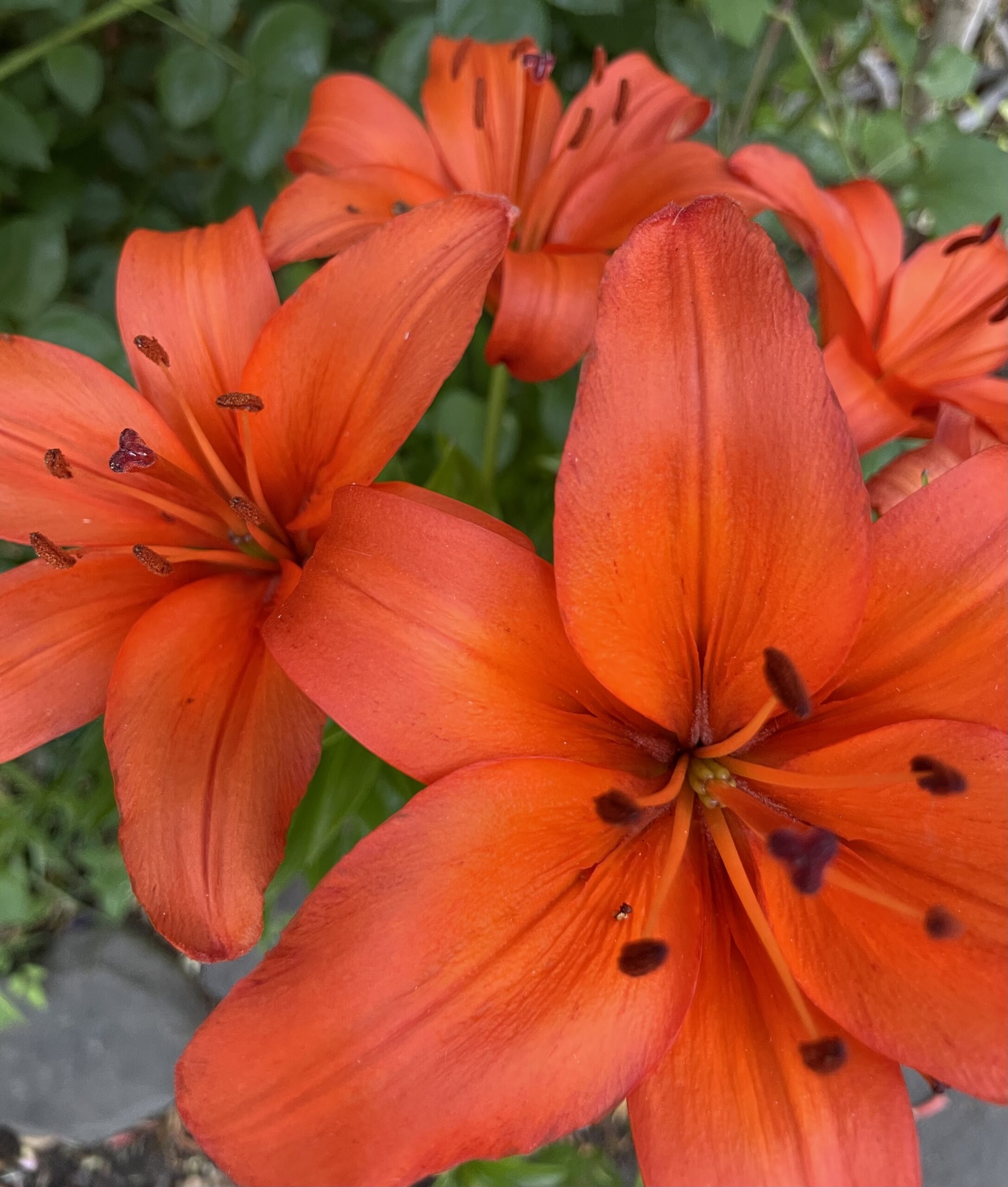A redish orange Wood Lily in full bloom